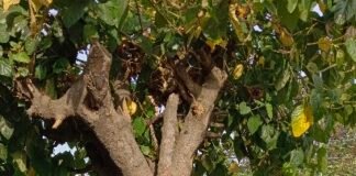पारा चढ़ा तो बकरी ने बनाया पेड़ के नीचे आशियाना