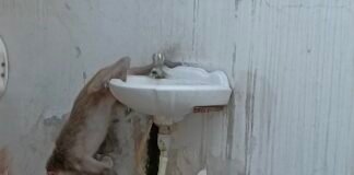 गर्मी से परेशान हुआ बंदर, गला सूखा तो ऐसे बुझाई प्यास, देखें तस्वीरें