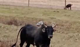 सांड के हमले से ग्रामीणों में दहशत