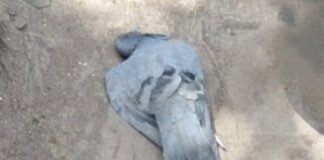 झुलसा ने वाली गर्मी से कबूतर ने भी तोड़ा दम