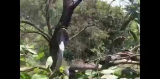 दर्जनों सांपों वायरल वीडियो बना चर्चा का विषय, जानिये क्या है वायरल वीडियो की हकीकत