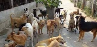 कुत्ता पकड़ने निकली टीम पर उल्टा हमला, सदस्य को काटा, लगानी पड़ी वैक्सीन।