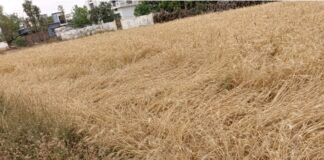 गोरखपुर में बारिश का कहर: किसानों की फसल बर्बाद।