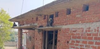 लंगूरों का आतंक: नेवास गांव में दहशत।