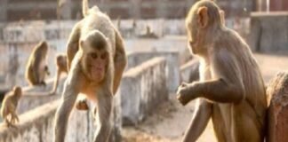 बंदरों का खेल खत्म, अब SOP का इंतजार।