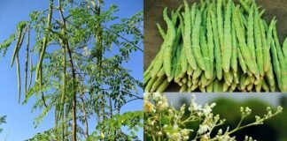 सहजन: प्रकृति का वरदान, फायदे अनगिनत, पर सावधानी जरूरी – डॉ. उमेश चंद्रा की सलाह।