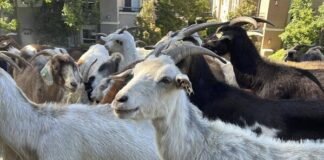 खुटहन में बकरी चराने का विवाद बना जंग का मैदान: रिटायर्ड प्रवक्ता समेत 9 पर केस दर्ज।