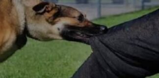 सात गांवों में दहशत फैलाने वाले पागल कुत्ते को ग्रामीणों ने मार डाला