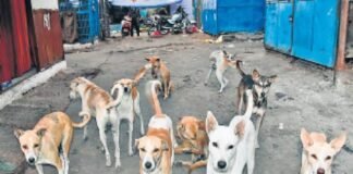 कुत्तों के प्यार में टीम को छूटा पसीना: महिला के विरोध के बाद वैक्सीन का वादा, गोरखपुर में नगर निगम का अभियान जारी।