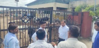 महापौर और नगर आयुक्त ने गौशालाओं का किया निरीक्षण, छायादार वृक्षारोपण और सुधार के निर्देश।