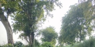 सरयू नहर में पानी की कमी से सहजनवा के किसान परेशान, पंपिंग सेट पर निर्भरता बढ़ी