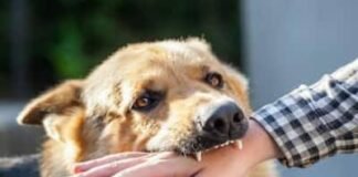 रेबीज: एक जानलेवा बीमारी, समय पर टीका ही बचाव..