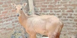 घायल नीलगाय का इलाज शुरू, डॉ. सतेंद्र चौधरी की त्वरित पहल.