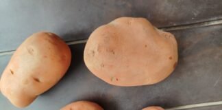 केमिकल का कमाल, आलू भी हुआ लाल: बाराबंकी, लखनऊ-कानपुर से रंगा आलू की सप्लाई।