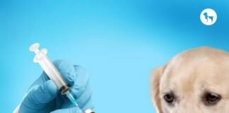 रेबीज रोकथाम में क्रांतिकारी खोज: अब घोड़े के खून की जरूरत नहीं, मोनोक्लोनल एंटीबॉडी कारगर।