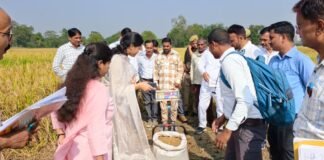 डीएम ने खेत में उतरकर की क्रॉप कटिंग: धान की बंपर पैदावार, 54 कुंतल/हेक्टेयर तक उत्पादन