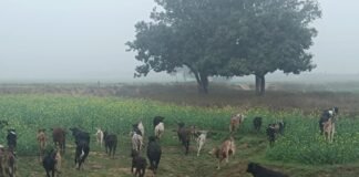 छुट्टा पशुओं से कुसहरा गांव के किसान बेहाल: सैकड़ों एकड़ रबी फसल तबाह, रात-दिन रखवाली के बावजूद नहीं बच पा रही मेहनत