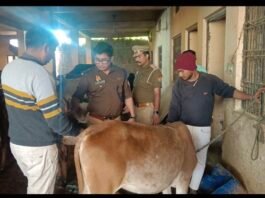 गौसेवा में रमे एसपी संदीप कुमार मीना: मगहर की कान्हा गौशाला में गायों को खिलाया गुड़