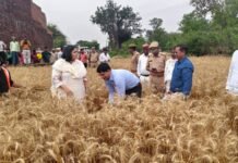 बस्ती: डीएम कृत्तिका ज्योत्स्ना और एसपी डॉ. यशवीर सिंह ने की गेहूं फसल की क्रॉप कटिंग, प्रति हेक्टेयर उत्पादन 43.5 क्विंटल