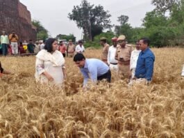 बस्ती: डीएम कृत्तिका ज्योत्स्ना और एसपी डॉ. यशवीर सिंह ने की गेहूं फसल की क्रॉप कटिंग, प्रति हेक्टेयर उत्पादन 43.5 क्विंटल