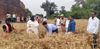 बस्ती: डीएम कृत्तिका ज्योत्स्ना और एसपी डॉ. यशवीर सिंह ने की गेहूं फसल की क्रॉप कटिंग, प्रति हेक्टेयर उत्पादन 43.5 क्विंटल