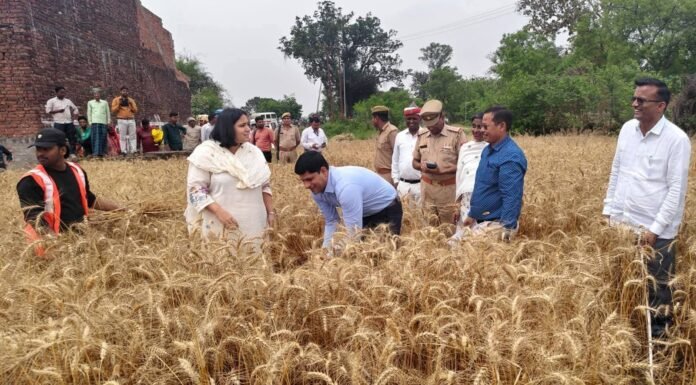बस्ती: डीएम कृत्तिका ज्योत्स्ना और एसपी डॉ. यशवीर सिंह ने की गेहूं फसल की क्रॉप कटिंग, प्रति हेक्टेयर उत्पादन 43.5 क्विंटल