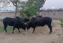 खूंखार सांडों के आतंक से ग्रामीणों में दहशत, स्कूली बच्चों पर मंडरा रहा खतरा