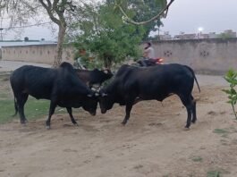 खूंखार सांडों के आतंक से ग्रामीणों में दहशत, स्कूली बच्चों पर मंडरा रहा खतरा