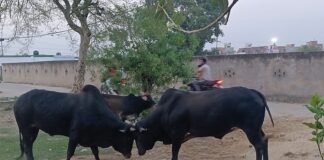 खूंखार सांडों के आतंक से ग्रामीणों में दहशत, स्कूली बच्चों पर मंडरा रहा खतरा