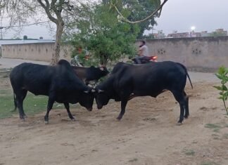 खूंखार सांडों के आतंक से ग्रामीणों में दहशत, स्कूली बच्चों पर मंडरा रहा खतरा