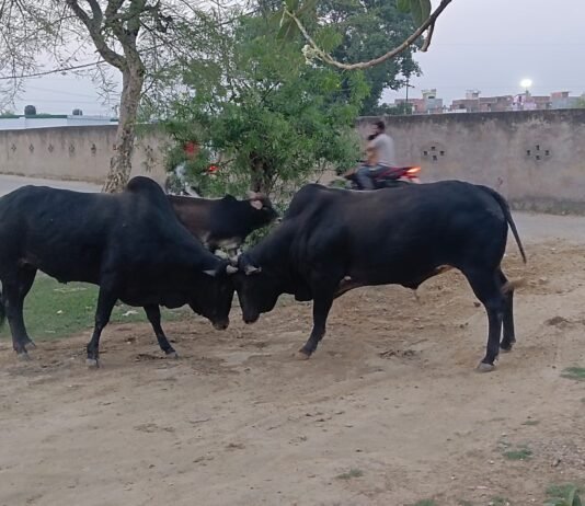 खूंखार सांडों के आतंक से ग्रामीणों में दहशत, स्कूली बच्चों पर मंडरा रहा खतरा