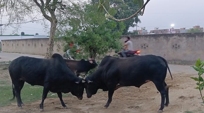 खूंखार सांडों के आतंक से ग्रामीणों में दहशत, स्कूली बच्चों पर मंडरा रहा खतरा