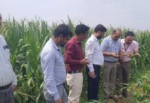 केंद्र व राज्य सरकार की टीम ने किया संयुक्त सर्वेक्षण मक्का फसल में सैनिक कीट का सीमित प्रभाव, किसानों को दिए गए बचाव के उपाय