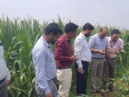 केंद्र व राज्य सरकार की टीम ने किया संयुक्त सर्वेक्षण मक्का फसल में सैनिक कीट का सीमित प्रभाव, किसानों को दिए गए बचाव के उपाय
