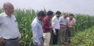 केंद्र व राज्य सरकार की टीम ने किया संयुक्त सर्वेक्षण मक्का फसल में सैनिक कीट का सीमित प्रभाव, किसानों को दिए गए बचाव के उपाय