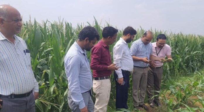 केंद्र व राज्य सरकार की टीम ने किया संयुक्त सर्वेक्षण मक्का फसल में सैनिक कीट का सीमित प्रभाव, किसानों को दिए गए बचाव के उपाय