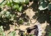рдмрд┐рдЬрд▓реА рддрд╛рд░ рдореЗрдВ рдлрдВрд╕реЗ рдХрдмреВрддрд░ рд╕реЗ рдардк рд╣реБрдИ рд╕рдкреНрд▓рд╛рдИ, рд╕рд╛рдврд╝реЗ рддреАрди рдШрдВрдЯреЗ рддрдХ 18 рдЧрд╛рдВрд╡реЛрдВ рдХреА рдмрд┐рдЬрд▓реА рд░рд╣реА рдЧреБрд▓ рднреАрд╖рдг рдЧрд░реНрдореА рдореЗрдВ рдлрд╛рд▓реНрдЯ рдЦреЛрдЬрдиреЗ рдХреЗ рд▓рд┐рдП рдмрд┐рдЬрд▓реА рдХрд░реНрдорд┐рдпреЛрдВ рдиреЗ рдЧрд╛рдВрд╡-рдЧрд╛рдВрд╡ рдШреВрдордХрд░ рдХреА рдорд╢рдХреНрдХрдд, рд▓реЛрдЧреЛрдВ рдХреЛ рдкрд╛рдиреА рдФрд░ рд░реЛрдЬрдорд░реНрд░рд╛ рдХреА рдкрд░реЗрд╢рд╛рдирд┐рдпреЛрдВ рдХрд╛ рдХрд░рдирд╛ рдкрдбрд╝рд╛ рд╕рд╛рдордирд╛ред