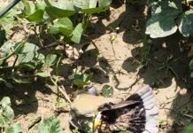 बिजली तार में फंसे कबूतर से ठप हुई सप्लाई, साढ़े तीन घंटे तक 18 गांवों की बिजली रही गुल भीषण गर्मी में फाल्ट खोजने के लिए बिजली कर्मियों ने गांव-गांव घूमकर की मशक्कत, लोगों को पानी और रोजमर्रा की परेशानियों का करना पड़ा सामना।