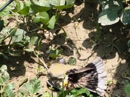 बिजली तार में फंसे कबूतर से ठप हुई सप्लाई, साढ़े तीन घंटे तक 18 गांवों की बिजली रही गुल भीषण गर्मी में फाल्ट खोजने के लिए बिजली कर्मियों ने गांव-गांव घूमकर की मशक्कत, लोगों को पानी और रोजमर्रा की परेशानियों का करना पड़ा सामना।