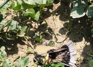 बिजली तार में फंसे कबूतर से ठप हुई सप्लाई, साढ़े तीन घंटे तक 18 गांवों की बिजली रही गुल भीषण गर्मी में फाल्ट खोजने के लिए बिजली कर्मियों ने गांव-गांव घूमकर की मशक्कत, लोगों को पानी और रोजमर्रा की परेशानियों का करना पड़ा सामना।