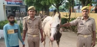 घोड़ा चोरी का आरोपी गिरफ्तार, चोरी का घोड़ा बरामद बेलीपार पुलिस ने त्वरित कार्रवाई कर आरोपी को दबोचा