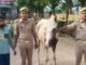 घोड़ा चोरी का आरोपी गिरफ्तार, चोरी का घोड़ा बरामद बेलीपार पुलिस ने त्वरित कार्रवाई कर आरोपी को दबोचा