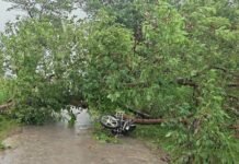 चलती बाइक पर गिरा विशालकाय पेड़, सफाईकर्मी की मौत पैड़ी-हनुमानगंज मार्ग पर पिडवा गांव के सामने हादसा, गैस सिलेंडर लेकर घर लौट रहे थे गनीराम