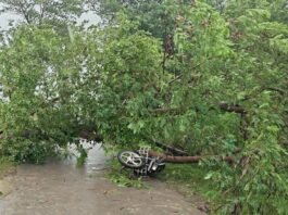 चलती बाइक पर गिरा विशालकाय पेड़, सफाईकर्मी की मौत पैड़ी-हनुमानगंज मार्ग पर पिडवा गांव के सामने हादसा, गैस सिलेंडर लेकर घर लौट रहे थे गनीराम
