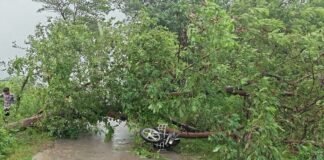 चलती बाइक पर गिरा विशालकाय पेड़, सफाईकर्मी की मौत पैड़ी-हनुमानगंज मार्ग पर पिडवा गांव के सामने हादसा, गैस सिलेंडर लेकर घर लौट रहे थे गनीराम