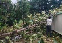तूफानी बारिश में बिजली गुल, 40 गांवों में पसरा अंधेरा आंधी-पानी के बीच गिरे पेड़ और पोल, नौसड़ जेई की टीम युद्धस्तर पर जुटी, जल्द आपूर्ति बहाल करने का दावा