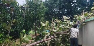 तूफानी बारिश में बिजली गुल, 40 गांवों में पसरा अंधेरा आंधी-पानी के बीच गिरे पेड़ और पोल, नौसड़ जेई की टीम युद्धस्तर पर जुटी, जल्द आपूर्ति बहाल करने का दावा